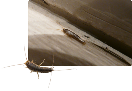 Zilvervisjes bestrijden